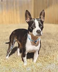 However, this depends from breed to breed. The 21 Most Popular And Best Dachshund Mixes