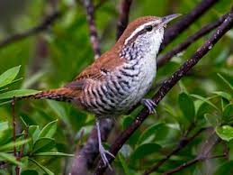 Image result for Pleurolobus tanganyikensis