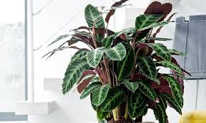 La plante doit être à l'ombre d'autres plantes. Jusqu A 50 4 Plantes D Interieur Groupon