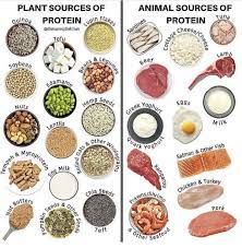 Plant Protein Vs Animal Protein Plant Protein Sources Plant Protein Animal Protein