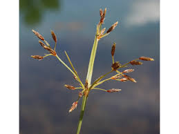 Image result for Fimbristylis