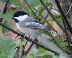 Birds Of Northern Indiana Pin On Nature