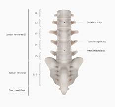 Bones, discs, and joints in your lower back your lower back contains 5 vertebral bones stacked above each other with intervertebral discs in between. Lumbar Vertebrae Definition Function Structure Biology Dictionary