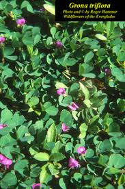 Image result for Grona triflora