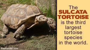 All You Need To Know About The Diet Of A Sulcata Tortoise