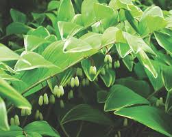Lime green plants for shade. The Best Shade Garden Plants For Your Shady Areas Birds And Blooms