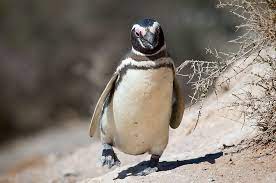 List Of Birds Of Brazil Magellanic Penguin Penguins Penguin Species