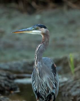 Wildlife observation tips  - to capture natural animal behaviors by remaining still near water sources during peak lighting hours.