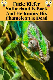 You may wonder if your chameleon needs a heat …. Pin By Haseeb On Youngsters Kiefer Sutherland Kiefer Sutherland
