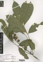 Image result for Deinbollia kilimandscharica