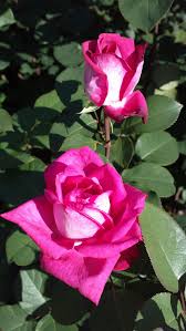Acapella Beautiful Roses Hybrid Tea Roses Types Of Roses The key of autotune is e minor. pinterest