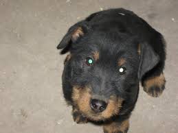 South dakota dog breeders : Js Jagd Terriers Jagdterrier Breeder Sykeston North Dakota