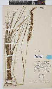 Image result for Loudetia simplex