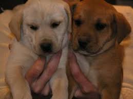 Our lab puppies are now 6 weeks old and ready for new homes just in time for christmas! Labrador Retriever Puppies In Texas