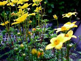 Image result for Bidens schimperi