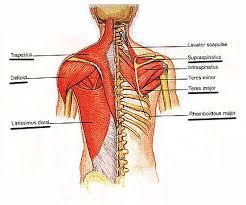 Related posts of lower back muscles diagram muscle anatomy male. Lower Back Exercises
