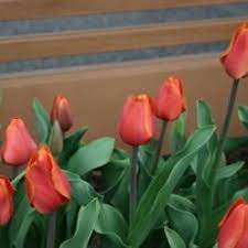 Single Late Tulip (Tulipa 'Dillenburg') in the Tulips Database - Garden.org