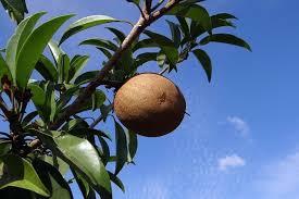 The tropical fruit from the sapodilla tree, manilkara zapota. Sapodilla Manilkara Zapota Or Siamese Persimmon