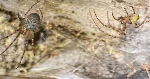Image result for Arachniodes webbiana