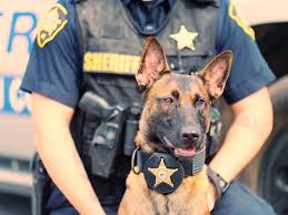 Active and passive.5 active implies the intended socialization of humans introducing their puppy to something/someone new (i.e. Highland Canine Training Professional Dog Training Solutions