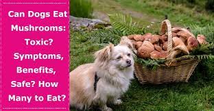 Pin On Dog Food