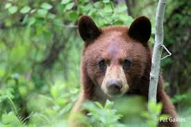 نتیجه جستجوی لغت [bears] در گوگل