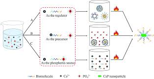 Most biomolecules are organic compounds, and just four elements—oxygen, carbon, hydrogen, and nitrogen—make up 96% of the human body's mass. Biomolecule Assisted Green Synthesis Of Nanostructured Calcium Phosphates And Their Biomedical Applications Chemical Society Reviews Rsc Publishing