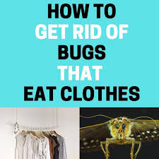Once you've successfully gotten rid of pantry moths, take measures to keep them away. How To Get Rid Of Bugs That Eat Clothes In The Closet Bugwiz