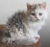 Curly Haired Cat Breeds | Breeds Center | PetPremium