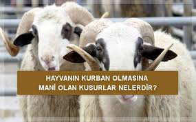 Hayvanin Kurban Olmasina Mani Olan Kusurlar Nelerdir Ismailaga Camiasi Resmi Internet Sitesi