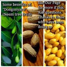 It is one of two species in the genus azadirachta, and is native to the indian subcontinent. Benefits Of Dogonyaro Neem Tree Daniyk Natural Clinic Facebook