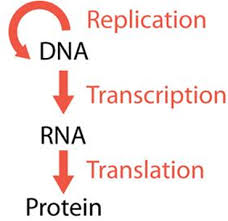 This 3d animation shows you how the dna code is transcribed into messenger rna and then translated into a protein. Biology Chapter 8 From Dna To Proteins Flashcards Quizlet