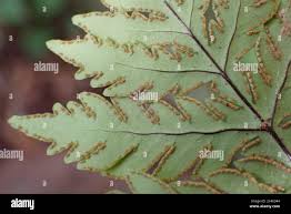Image result for Doryopteris concolor