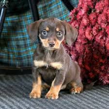 But this time it sure looks like it might be right. Dachshund Mix Puppies For Sale Greenfield Puppies