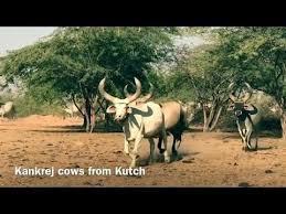 Kankrej Cow Best A2 Milk Kutch Youtube In 2020 Cow World S Best Animals