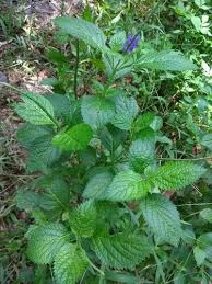 Image result for Stachytarpheta urticifolia