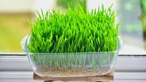 Where can i buy one of the ways you can drink wheatgrass is by purchasing a flat and juicing it yourself. How To Grow Wheatgrass At Home With Without Soil Alphafoodie
