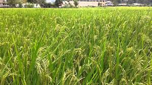 Gambar sawah indah dan sejuk lucu dan keren sumber fotounikkeren.blogspot.com. Tanaman Padi Di Sawah Youtube