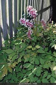 Image result for Pouchetia baumanniana