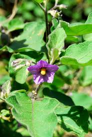 Image result for Solanum aculeatissimum