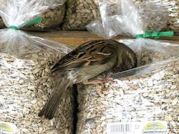 How To Tell If Birdseed Is Spoiled Bird Seed Storage Bird Seed Squirrel Food