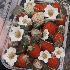 Montauk, new york florists can provide delivery of fresh flowers and even silk flower arrangements for any type of event. Strawberry Fields On Tumblr
