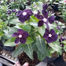 We did not find results for: Tanaman Hias Bunga Vinca Ungu Tua Shopee Indonesia