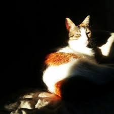 Banu Guler Adli Kullanicinin Kedi Pati Panosundaki Pin Hayvanlar Hayvanlar Alemi Kedi