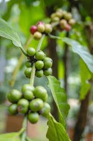Image result for Coffea sp. A