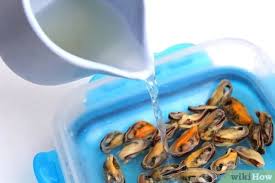 We did not find results for: 4 Ways To Store Mussels Wikihow