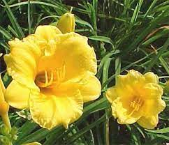 Check spelling or type a new query. Stella De Oro Daylilies Tips To Grow This Dwarf Daylily In Australia