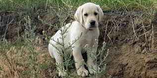 Check spelling or type a new query. Waltzing Ponderosa Kennels