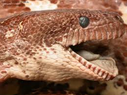 Image result for Salacia madagascariensis