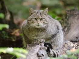 Halten sie also abstand vom zertrümmerten obelisken > gehen sie dann in den wald jenseits des sees und suchen sie durch die bäume, um einen luchs zu finden. Ozelot Kaufen Und Zahmen Keine Gute Idee